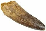 Fossil Spinosaurus Tooth - Real Dinosaur Tooth #296539-1